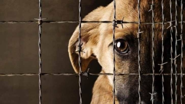 Diario HOY | Designan a fiscal adjunta para intervenir en casos de maltrato animal