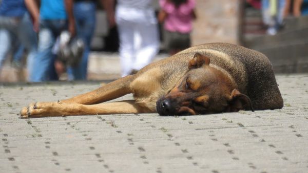 Designan a fiscala adjunta para todas las causas de maltrato animal