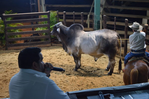 EN VIVO – Feria de reproductores Alianza BRA