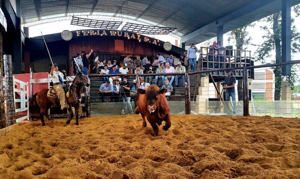 Ferusa vendió toros de Primavera 43 a Gs. 21.172.000 de promedio