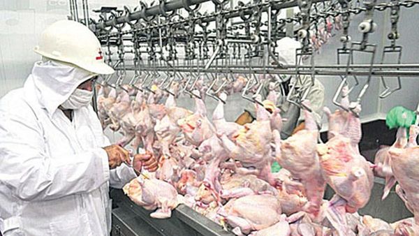 El comercio exterior avícola generó 29% más de ingresos hasta septiembre