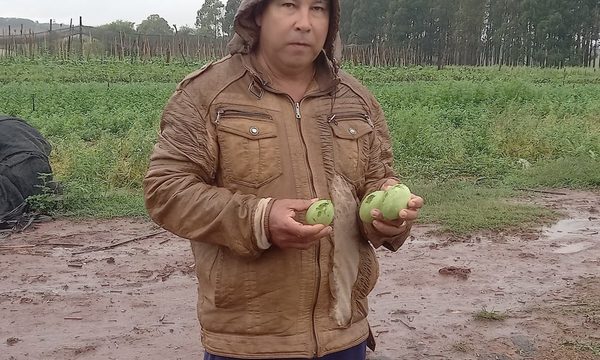 Granizada del sábado dejó cuantiosos daños a productores hortigranjeros en Minga Guazú – Diario TNPRESS