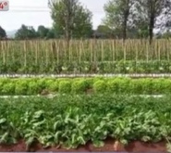 Lluvias alivian a productores agropecuarios - Paraguay.com