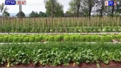 Oportunas lluvias alivian a productores | Noticias Paraguay