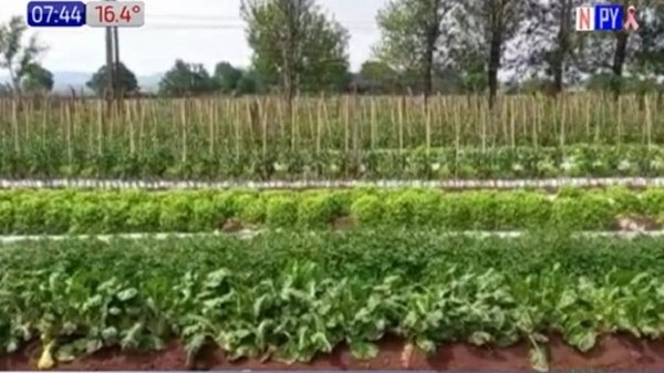 Oportunas lluvias alivian a productores | Noticias Paraguay