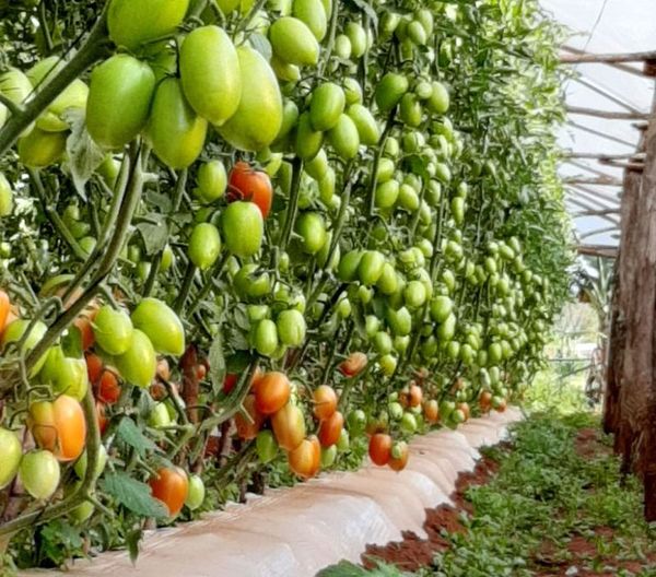 Turquía asiste a la agonía de un estilo de vida a causa de la sequía - Mundo - ABC Color