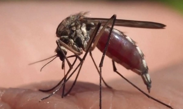 Reportan aumento de notificaciones de casos de dengue en 3 puntos del país - OviedoPress