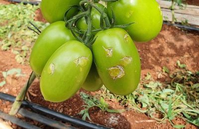 El 80% del cultivo de hortigranjeros quedó inservible a causa de granizada en Minga Guazú - ABC en el Este - ABC Color