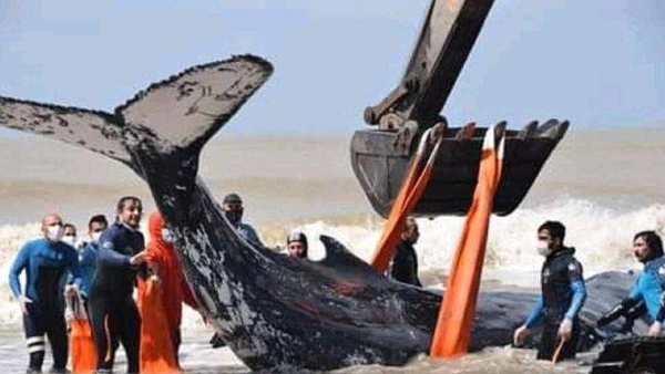 Diario HOY | Rescatan a dos ballenas varadas en la costa argentina