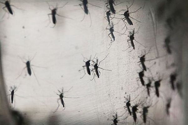 Mosquitos en EEUU dieron positivo en el test de EEE, un virus potencialmente mortal