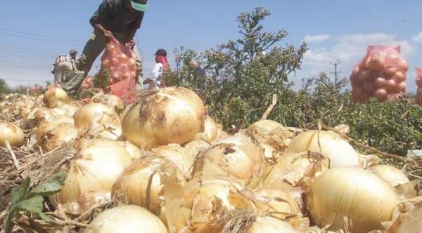 Terrible situación de cebolleros: están hartos del contrabando y decepcionados del Gobierno – Prensa 5