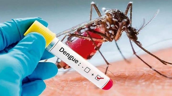 Diario HOY | Desarrollan un potente antiviral contra dengue, válido para tratar y prevenir
