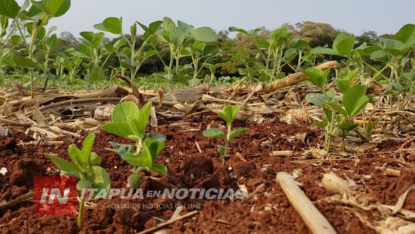 LA SIEMBRA DE LA SOJA AVANZÓ EN MÁS DE 60%