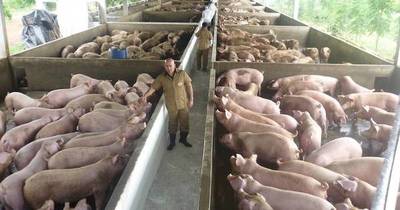 La Nación / Carne porcina cuenta con gran potencial en producción y exportación