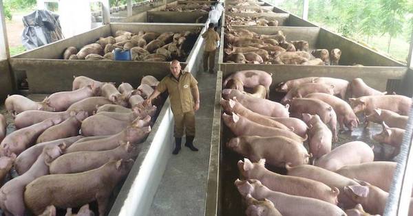 La Nación / Carne porcina cuenta con gran potencial en producción y exportación