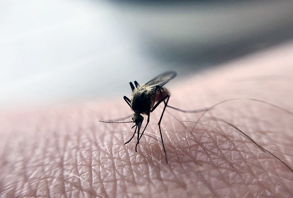Asunción, Alto Paraná y Paraguarí: aumentan casos de dengue | OnLivePy