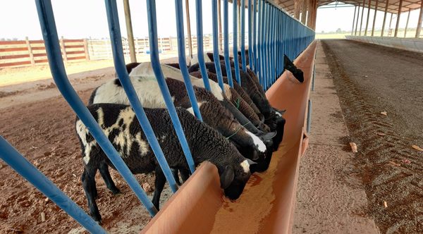 Fernheim apuesta fuertemente por la producción de carne ovina en el Chaco