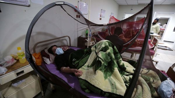 Desarrollan potente antiviral para prevenir el dengue
