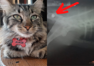 Gatito recibió un disparo de desconocidos y su dueña pide ayuda para solventar su tratamiento - Megacadena — Últimas Noticias de Paraguay
