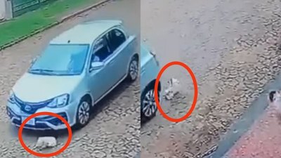 Crónica / Desalmada atropelló a un perrito intencionalmente y se dio a la fuga