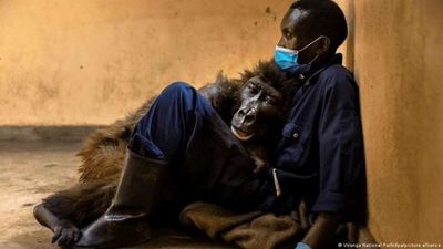 Luto por la famosa gorila huérfana Ndakasi: murió en los brazos de su cuidador
