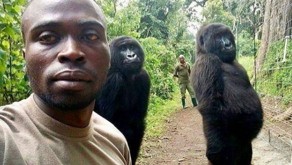 La gorila que amaba las selfies, murió en brazos de su cuidador