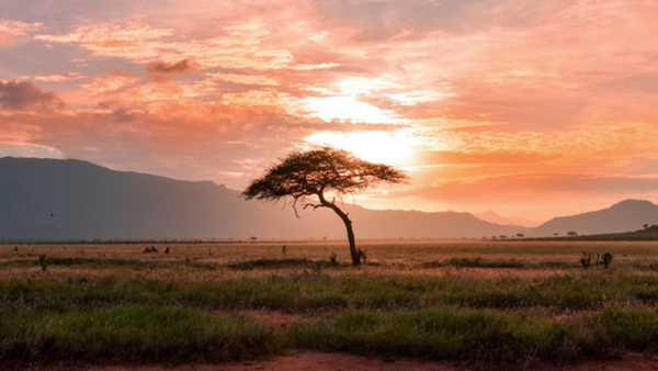 África sufrió desconocida extinción masiva hace 30 millones de años