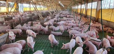 Productores apuntan a triplicar consumo de carne porcina en Paraguay - ADN Digital