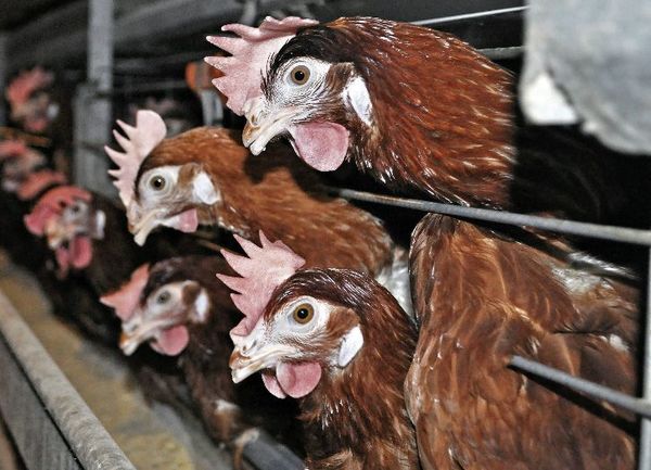 Innovación para tratar a las aves - Día del Huevo 2021 - ABC Color