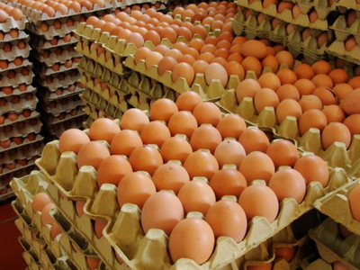 Productores de huevos ven ralentizada su recuperación ante 'descomunal' contrabando