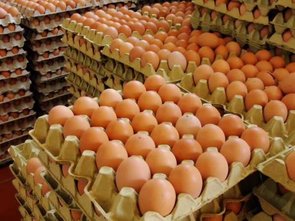 Productores de huevos ven ralentizada su recuperación ante 'descomunal' contrabando