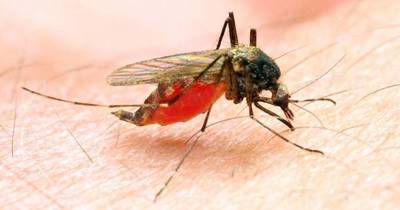 La Nación / Salud detecta caso de malaria proveniente de Venezuela