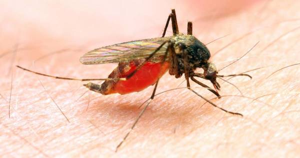 La Nación / Salud detecta caso de malaria proveniente de Venezuela