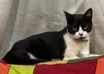 Diario HOY | "Michota es buenita": Piden ayuda para recuperar a gatita perdida