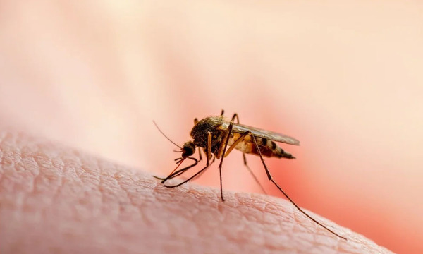 Detectan un caso de malaria en un paciente que vino de Venezuela - OviedoPress
