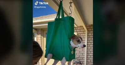 El truco definitivo para cortarle las uñas a tu mascota sin salir herido en el proceso - SNT