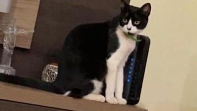 Buscan a gatita perdida: "Tengo esperanza de que aparezca Michota"
