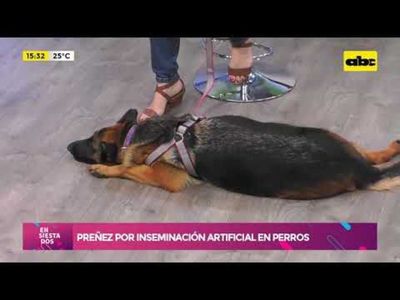 Embarazo por inseminación en perros  - Ensiestados - ABC Color