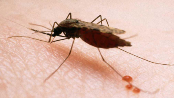 Salud detecta caso de Malaria - El Independiente