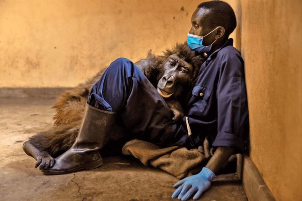 Famosa gorila huérfana muere en brazos del cuidador que la salvó cuando era bebé - Noticiero Paraguay