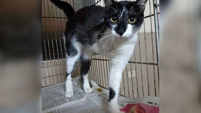 Yellow, el gatito de tres patas que enterneció al rollo
