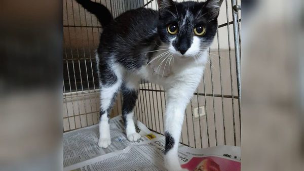 Yellow, el gatito de tres patas que enterneció al rollo