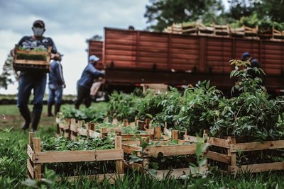 Plantan más de 56.000 árboles en el Guairá para traer alivio a la Reserva del Ybytyruzú | Ñanduti