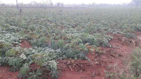 Lluvia beneficia a la producción agrícola y ganadera - Nacionales - ABC Color