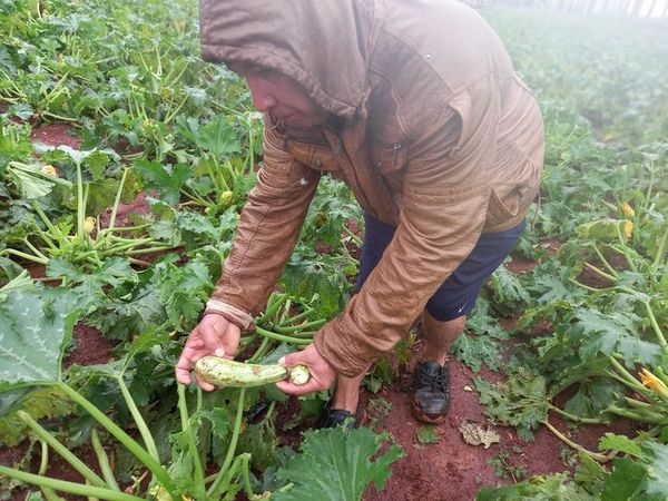 Lluvias impactan en los campos de producción agrícola - ABC en el Este - ABC Color