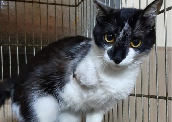 Gato de tres patas recibe 136 pedidos de adopción