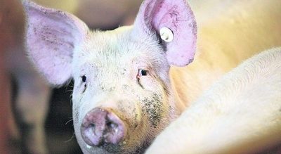 USDA anuncia avance en vacuna para controlar la fiebre porcina africana