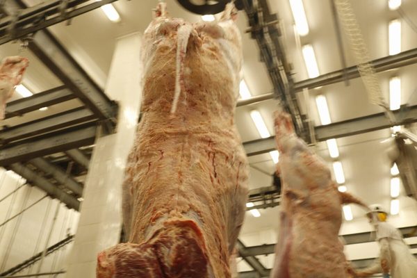 Suc. de César Zavala y Agroganadera Primavera fueron los mejores del Concurso Nelore 2021