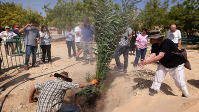 Plantan semillas de más de 2.000 años de antigüedad y te sorprenderás con el resultado