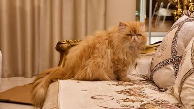 Rescatan gatos "fifí" de la casa de supuesto narco